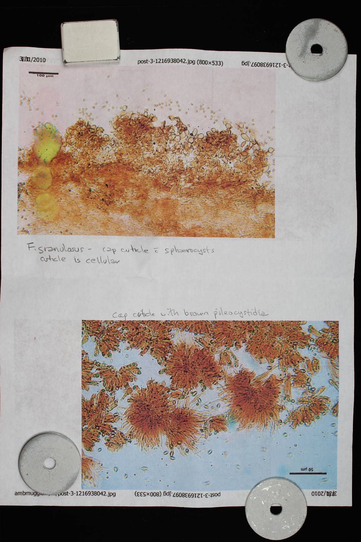 Flammulaster granulosus image