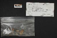 Myxomphalia maura image