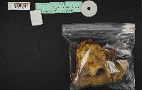 Boletus regius image