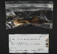 Lactarius fallax image
