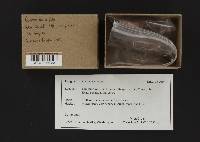 Gyromitra infula image