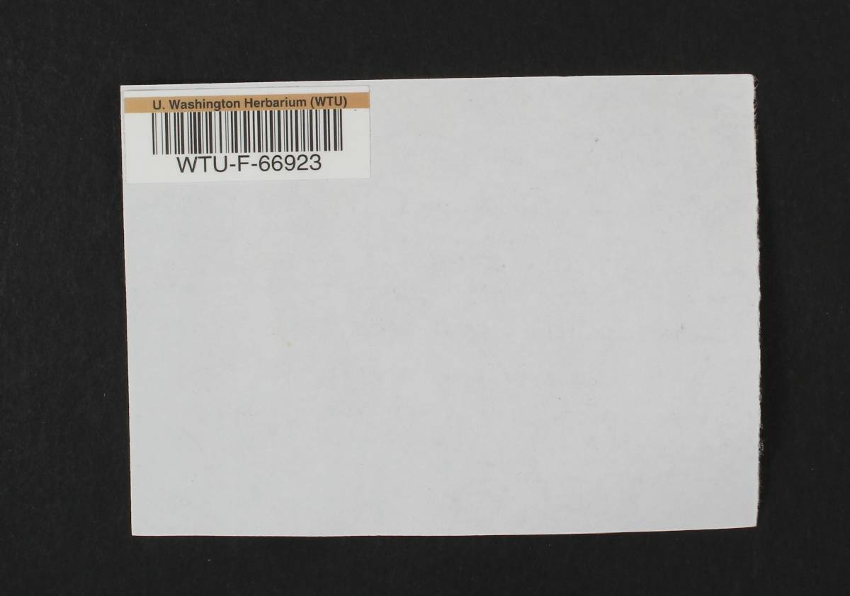 Inocybe abietis image