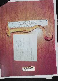 Gymnopilus terrestris image