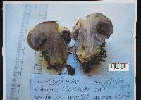Cortinarius glaucopus image