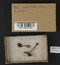 Inocybe subradiata image