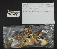 Trametes hirsuta image
