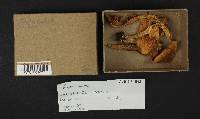 Cortinarius caperatus image