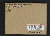 Onnia tomentosa image