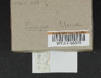 Inocybe lilacina image