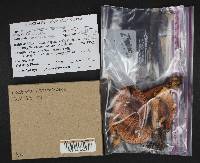 Lactarius torminosus image