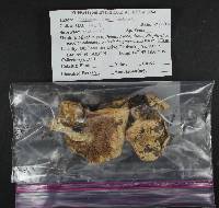 Hebeloma crustuliniforme image