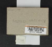 Lactarius substriatus image