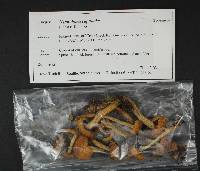 Hypholoma capnoides image