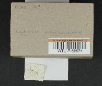 Lactarius pseudomucidus image