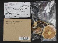 Lactarius controversus image