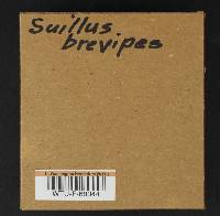 Suillus brevipes image
