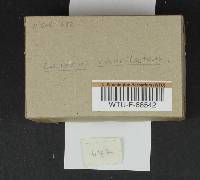 Lactarius rubrilacteus image