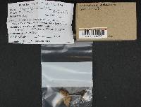 Melanoleuca melaleuca image