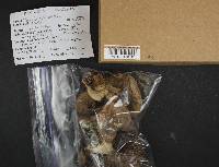 Tricholoma saponaceum image