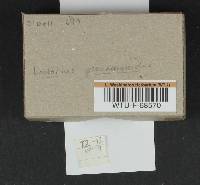 Lactarius pseudomucidus image