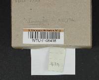 Inocybe lilacina image