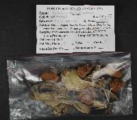 Leccinum versipelle image
