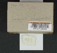 Lactarius pseudomucidus image