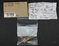 Plicaturopsis crispa image