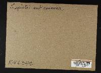 Lepista subconnexa image