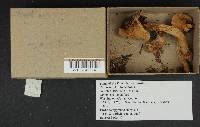 Chroogomphus tomentosus image