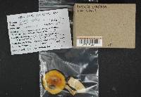 Russula crustosa image