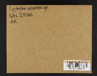 Lyophyllum decastes image