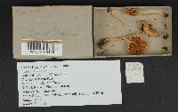 Inocybe lilacina image