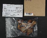 Tricholoma imbricatum image