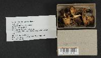 Lactarius fallax image