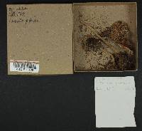 Amanita porphyria image