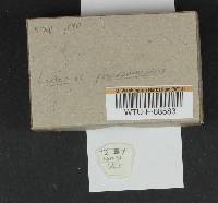 Lactarius pseudomucidus image