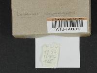 Lactarius pseudomucidus image