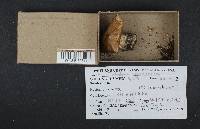 Tricholoma saponaceum image