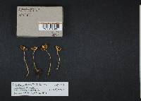 Thumbnail image of current specimen