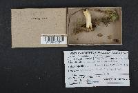 Russula aeruginea image