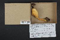 Pholiota squarrosa image