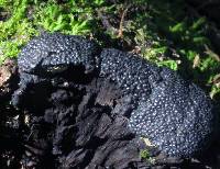 Annulohypoxylon multiforme image