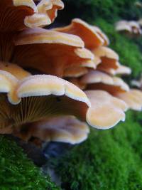 Phyllotopsis nidulans image