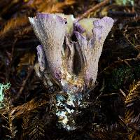 Gomphus clavatus image