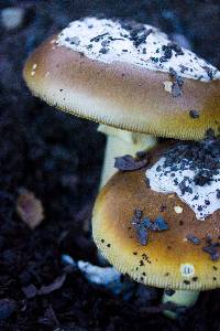 Media resource of Amanita calyptrata
