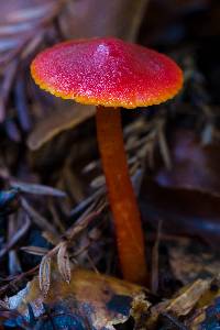 Media resource of Hygrocybe coccinea