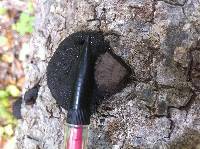 Annulohypoxylon thouarsianum image