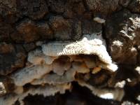 Media resource of Stereum hirsutum