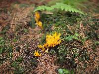 Calocera viscosa image